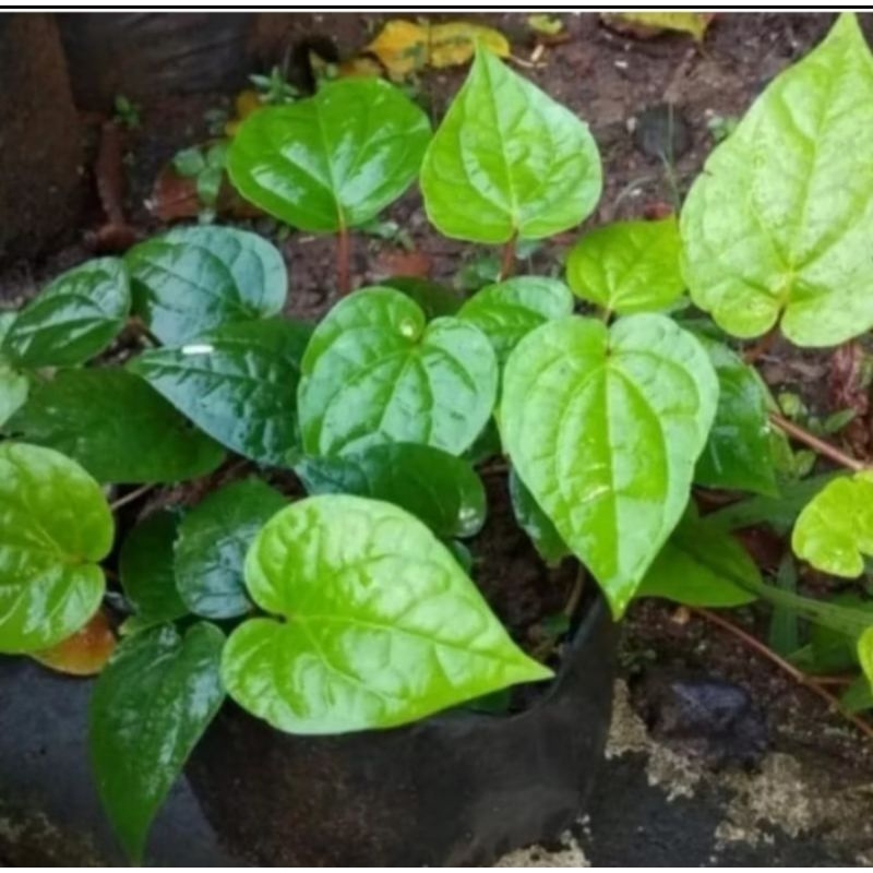 

Daun sirih segar daun fresh per 100 lembar