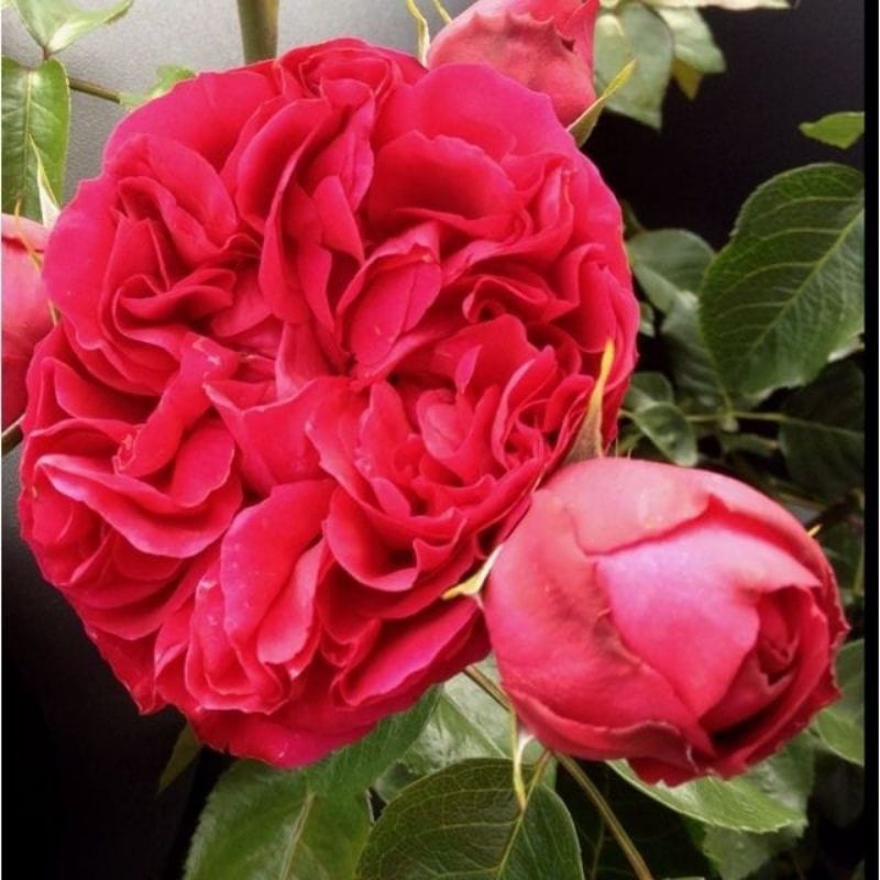 Plant/tanaman-bunga MAWAR HOLLAND RED EDDEN IMPORT -bibit bunga harum,wangi-bunga taman/outdoor