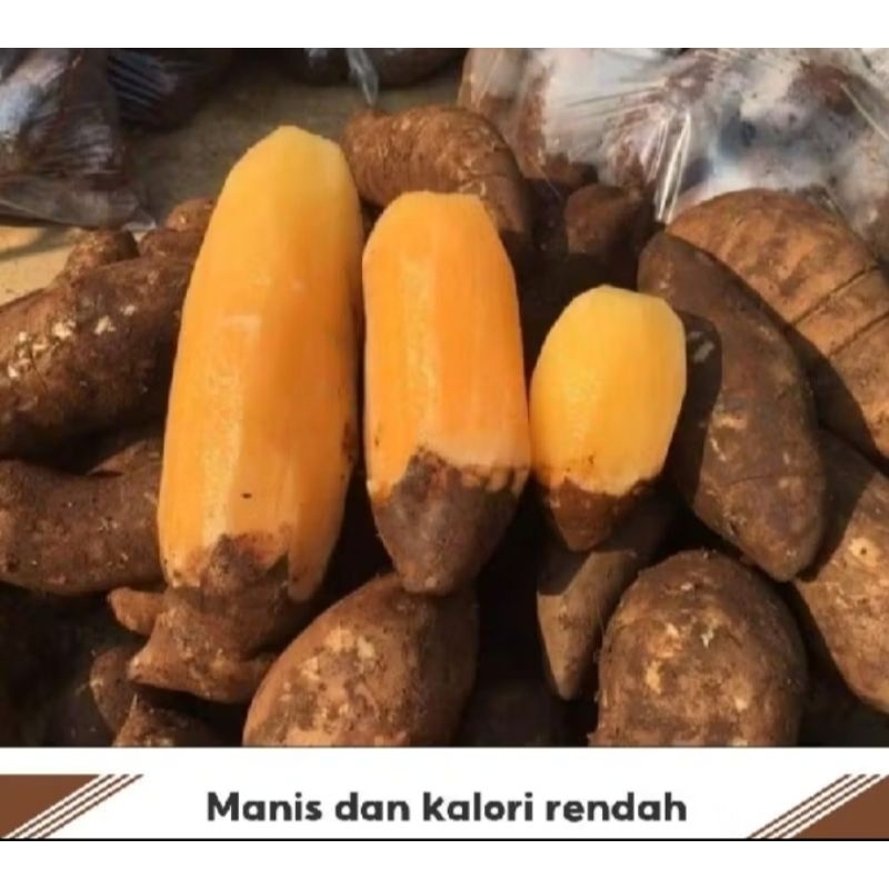 

UBI YAKON WONOSOBO READY STOK