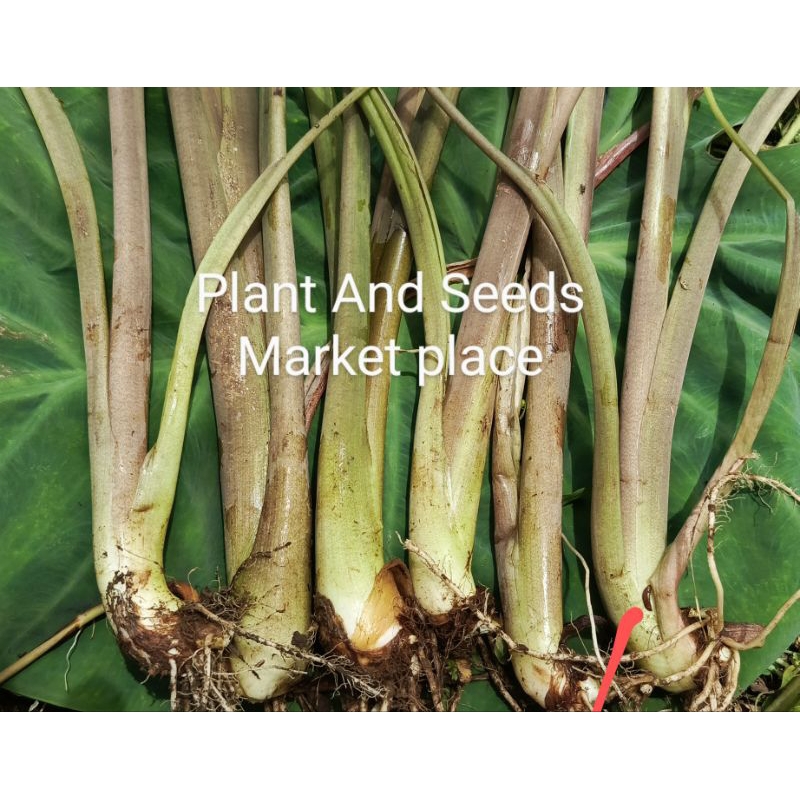 BIBIT TALAS BENTUL PONTIANAK JUMBO