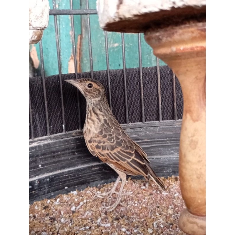 Branjangan Parva Pilihan Jantan Super