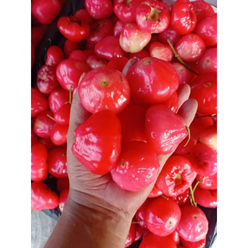 jambu air merah/jambu rujak/bahan rujakan 1 kg