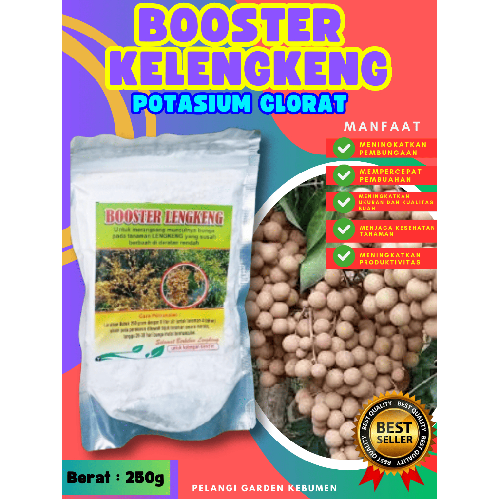 TERBAIK  Booster Buah Kelengkeng Pingpong, Booster Buah Kelengkeng Pingpong Berbuah