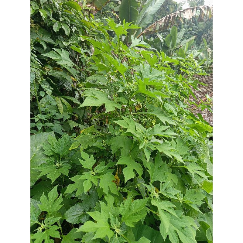 

daun insulin atau daun kipahit segar buat bahan obat herbal paket murah 500gram