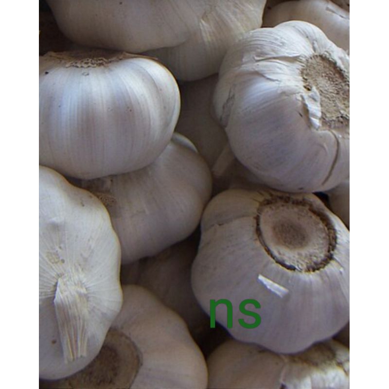 

bawang putih kating