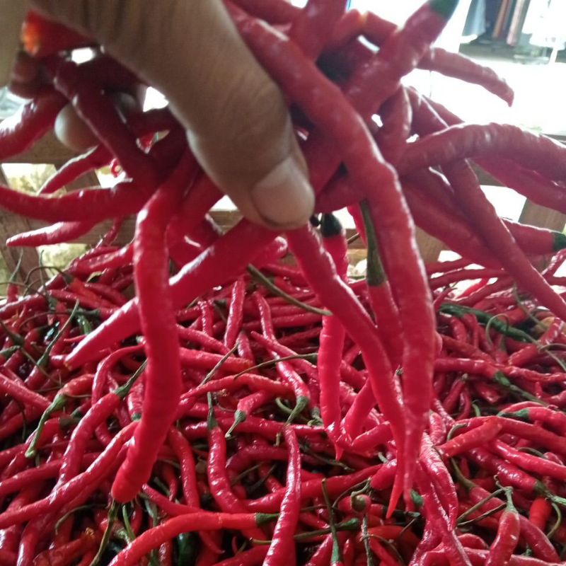 

Cabe Merah Kriting 250gr -Sayur Omstore