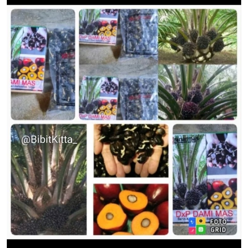 BIBIT KECAMBAH SAWIT DAMiMAS MALAYSIA UNGGUL