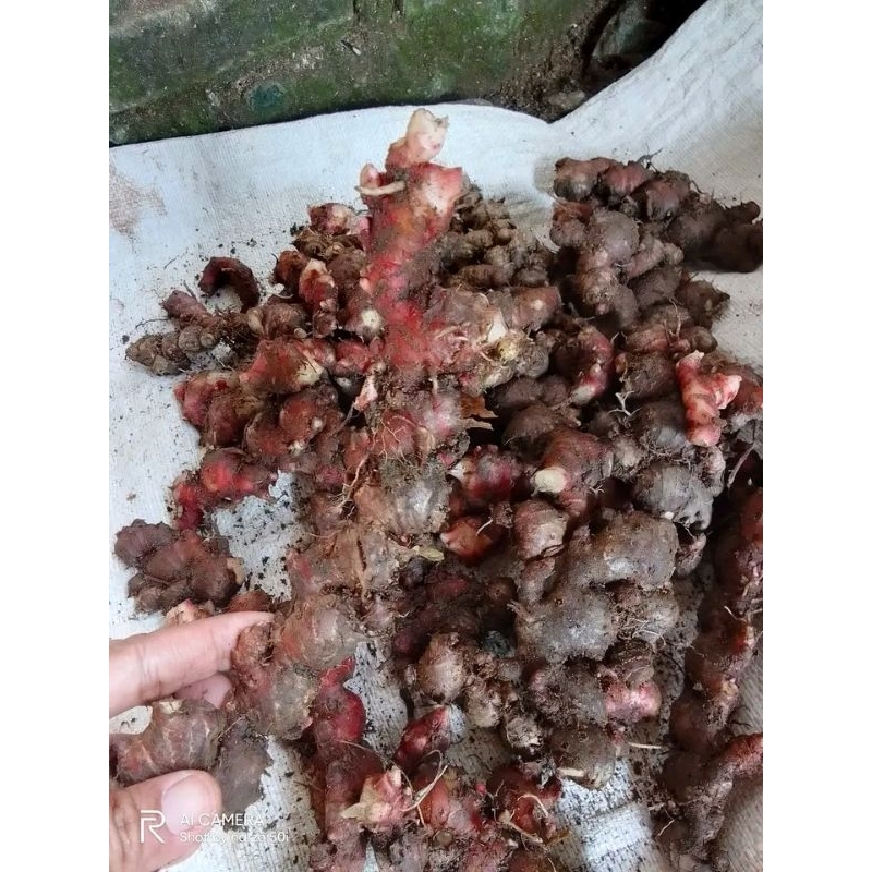 

paket hemat jahe merah per 250gram