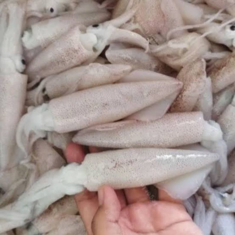 

cumi-cumi segar fresh pasar pagi 500gram