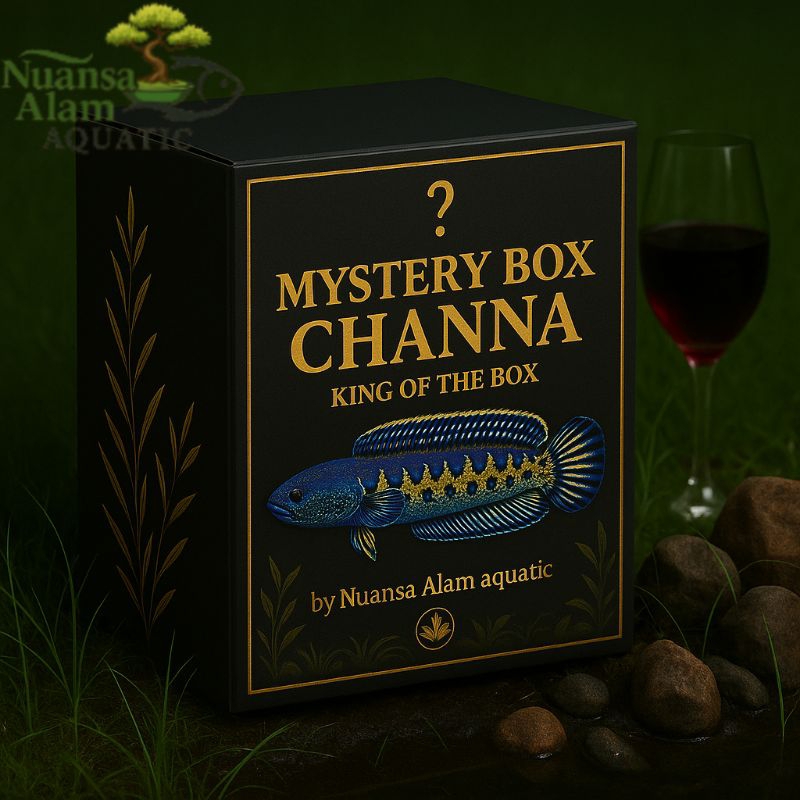 Mystery Box Channa