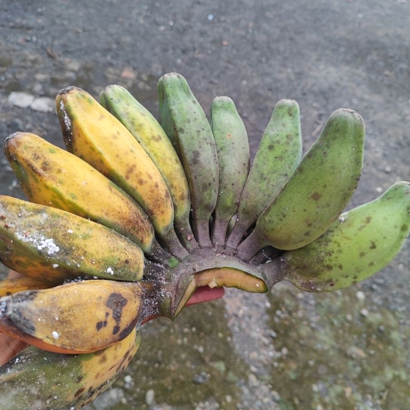 

pisang kepok berat 1kg langsung panen dari petani berat 1 kg 1000 gr gedang kapokan cau
