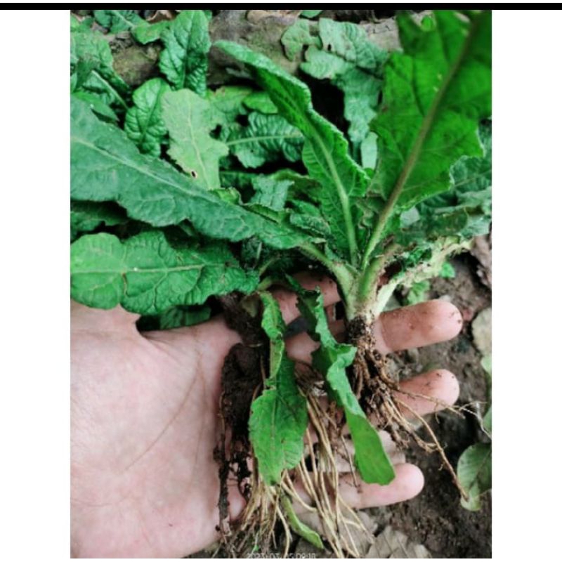 

daun dan akar tapak liman tumbuhan herbal alami500gram