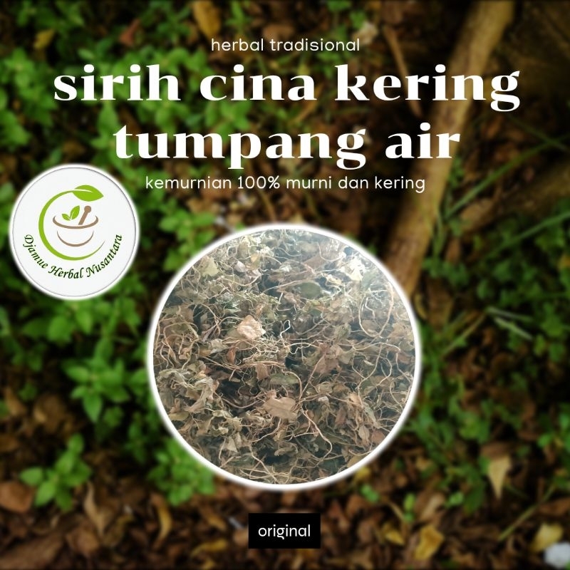 

sirih cina kering tumpang air ramuan herbal sakit pegel pegel linu dan lainnya