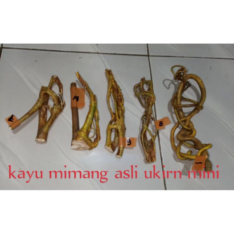 Akar mimang asli alami alam
