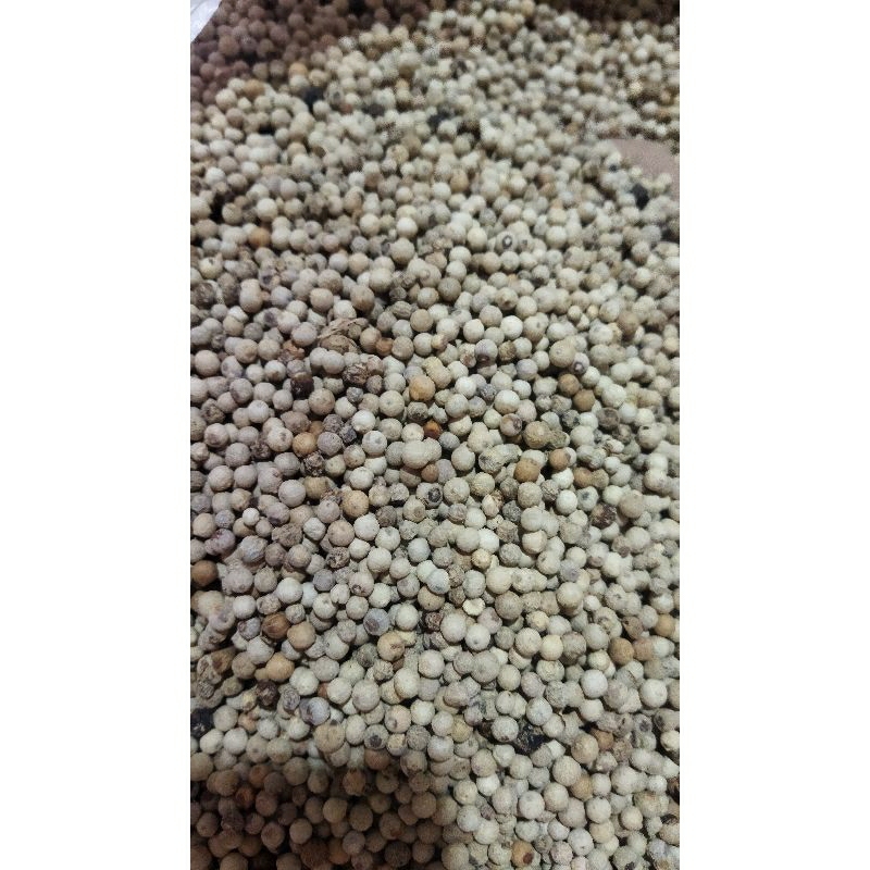 

LADA/MERICA/LADA BUTIR ASLI/LADA PUTIH SUPER