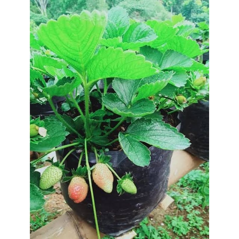 bibit tanaman strawberry jenis jumbo Bali