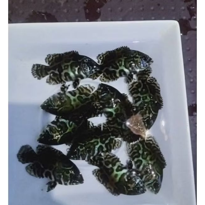 Anakan Oscar Tiger Batik