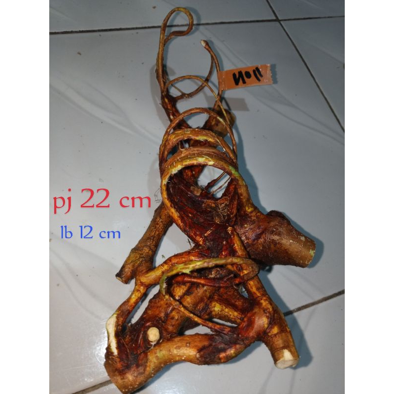 akar kayu mimang asli alami