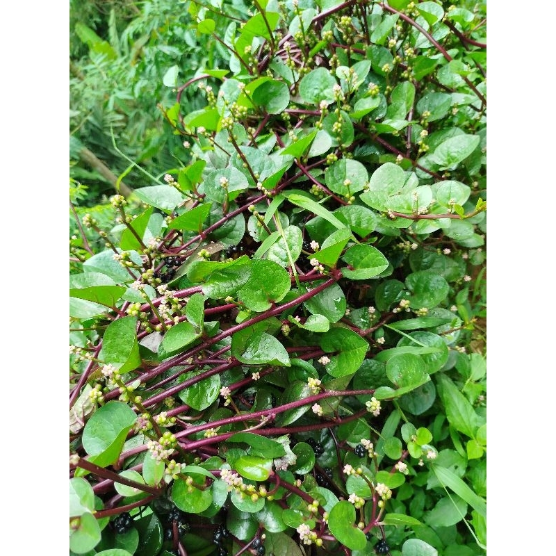 

daun binahong merah/gandola segar 200gram