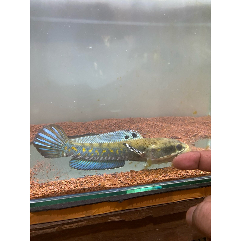 ketapang chana pulchra