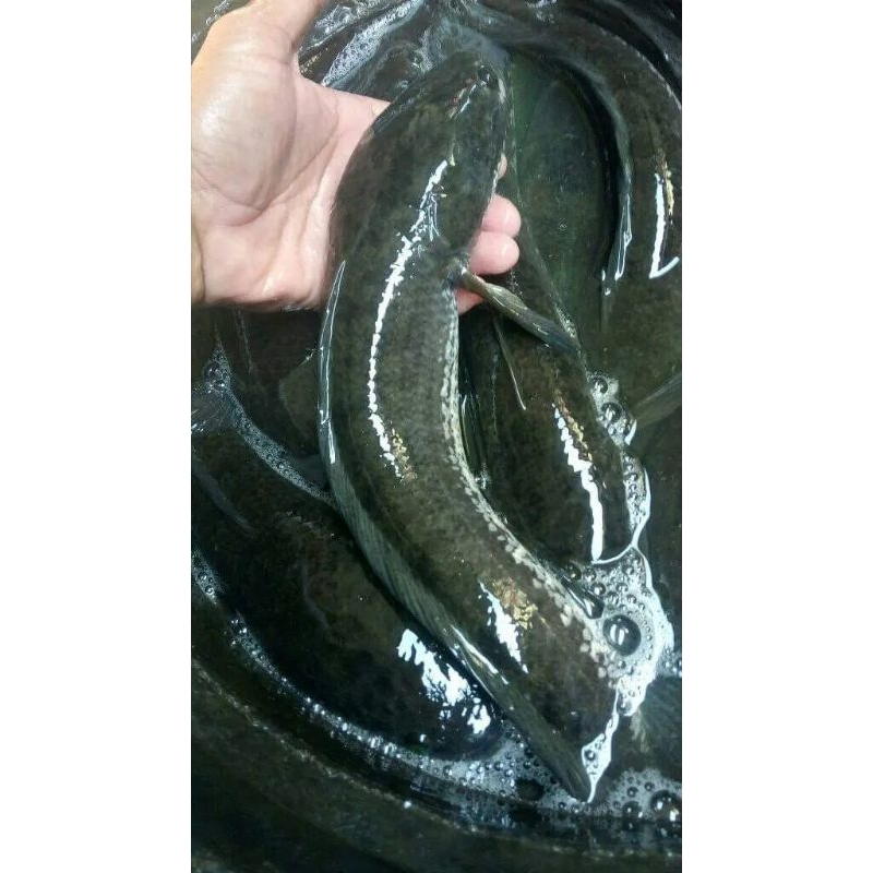 

Ikan gabus live hidup Ikan kutuk hidup segar 1kg