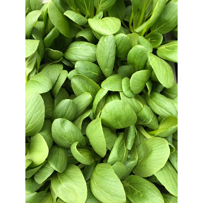 

Pakchoy Sayuran Hydroponic Greenhouse per 500g