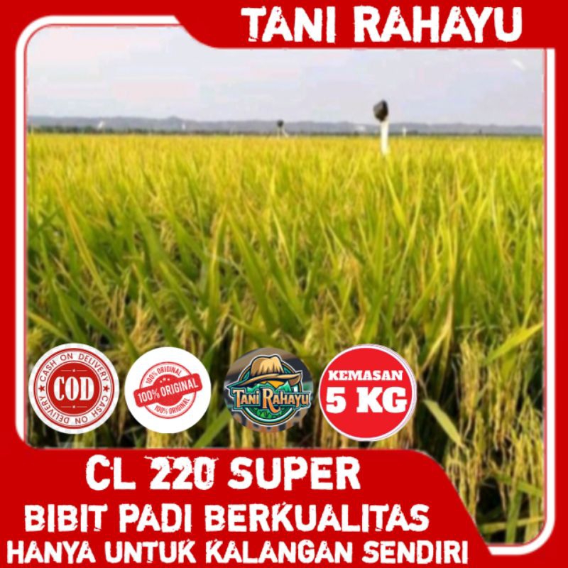 BENIH BIBIT PADI CL 220 SUPER ORIGINAL KEMASAN 5KG