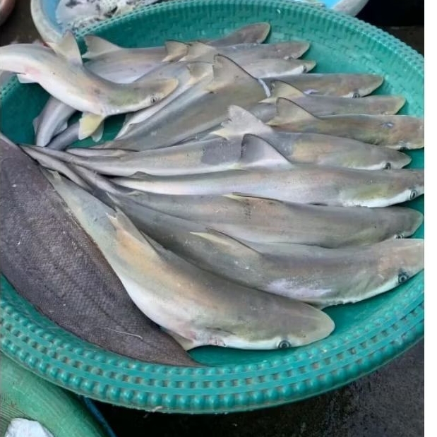 

Ikan Hiu Ikan Baby Hiu segar 1kg