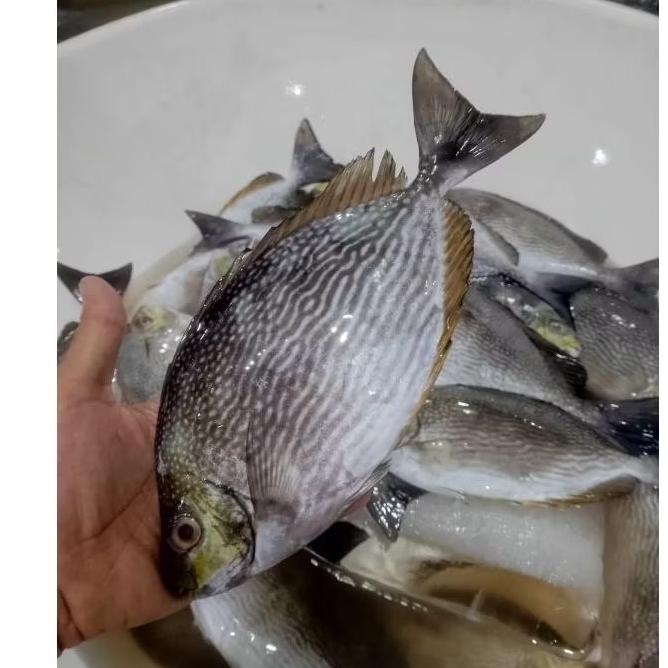 

Ikan Baronang tulis Segar Ikan Baronang hasil laut segar 1kg bergaransi