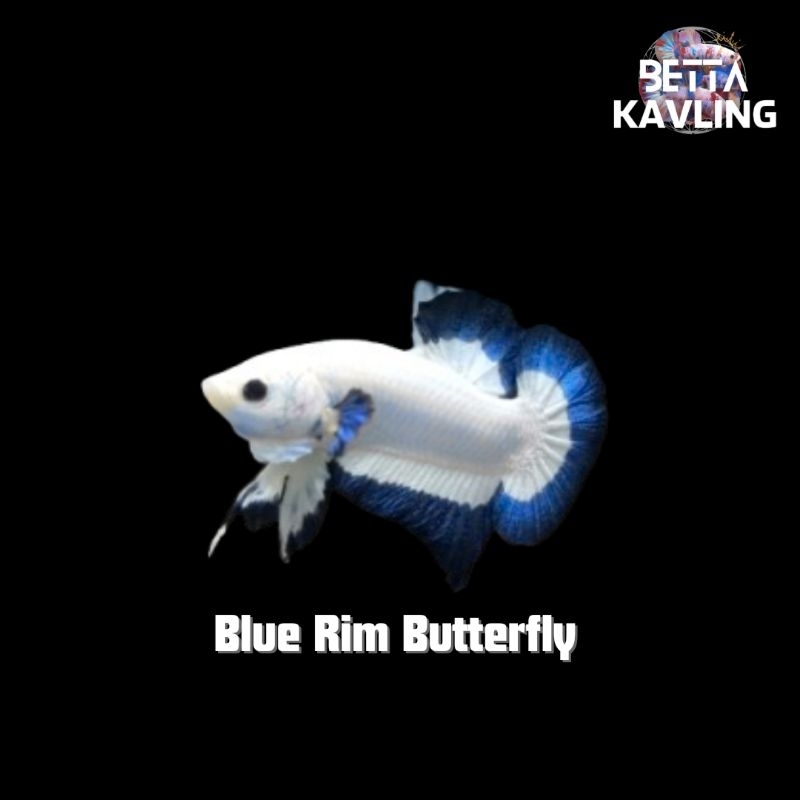 Ikan Cupang Blue Rim Butterfly Top Grade Kualitas Kontes Aquascape Aquarium