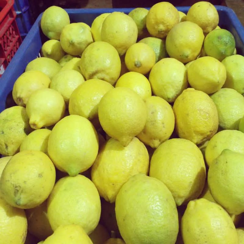 

jeruk lemon sigles