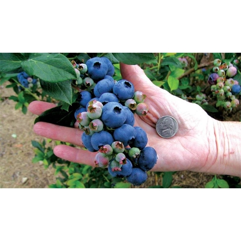 Pohon blueberry original  usia bunga (bonus bibit Rosemary)