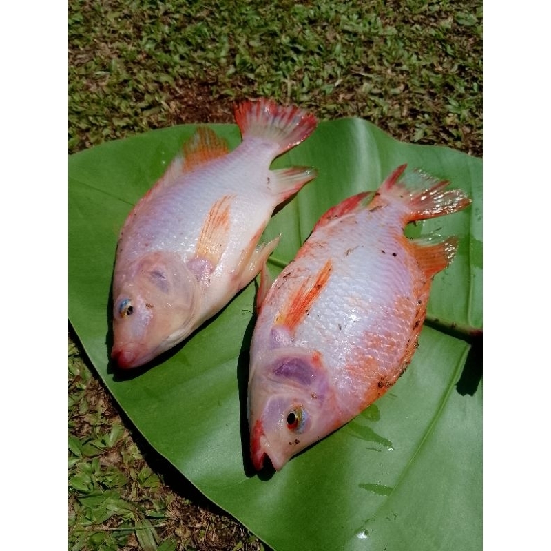 

SEMBAKO MURAH Ikan Nila Seger Ikan Nila Fresh 500 gram sd 1000 gram