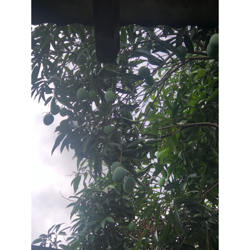 

Buah Kuini Langsung Dari Pohon