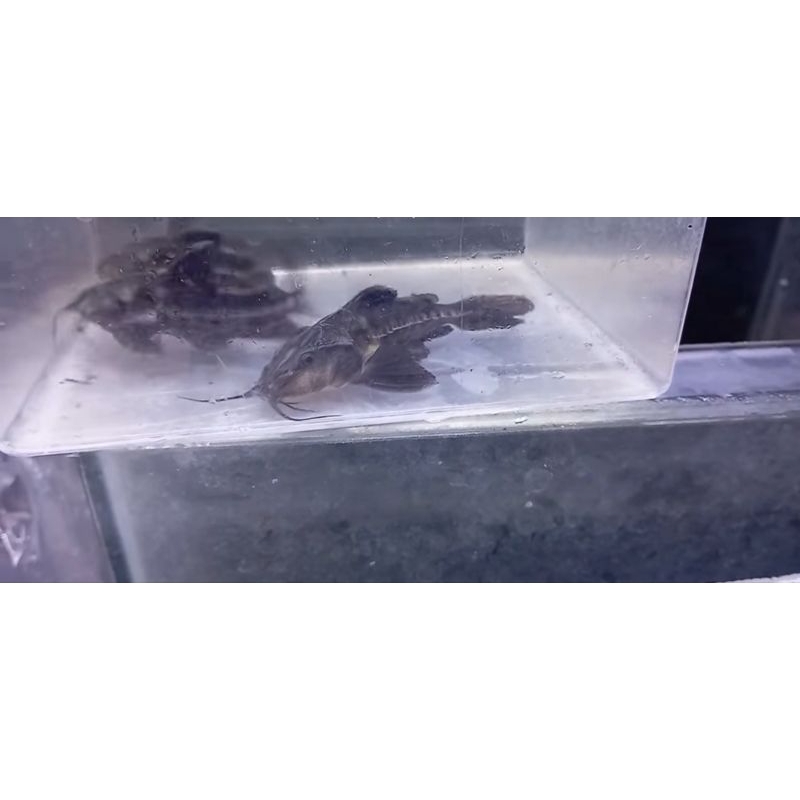 hiasan kebutuhan oxydoras x irwini hybrid