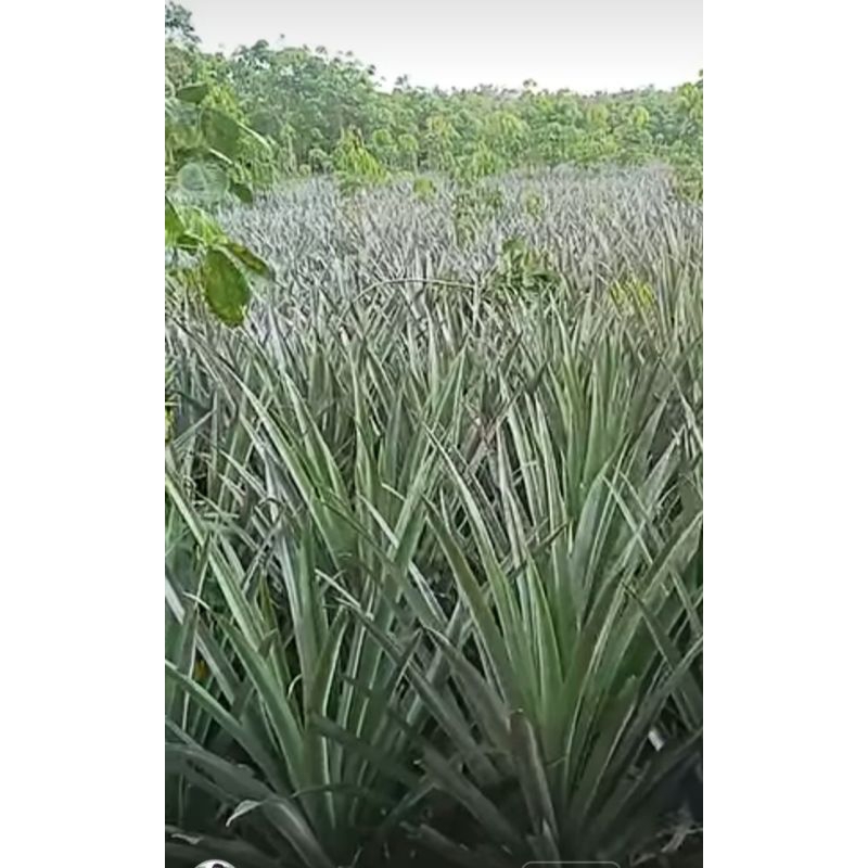 

Daun Nanas 10 lembar