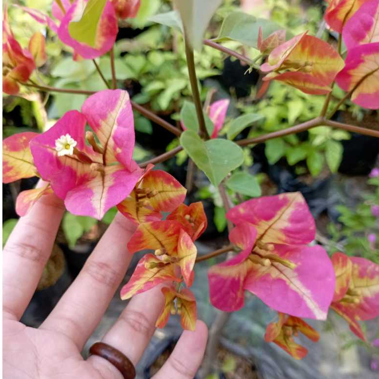 BUGENVIL CITRA MONDURING ORIAN / BUNGA KERTAS BOUGENVILLE CITRA MONDURING UNGGULAN