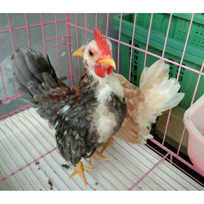 AYAM KATE SERAMA SEPASANG