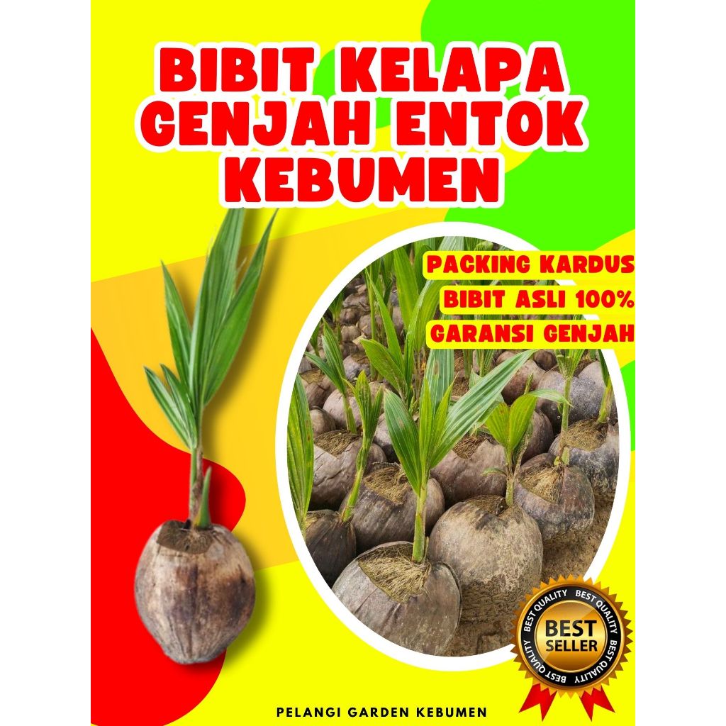 CEPAT BUAH..  Pokok Kelapa Besar, Pokok Kelapa Bonsai