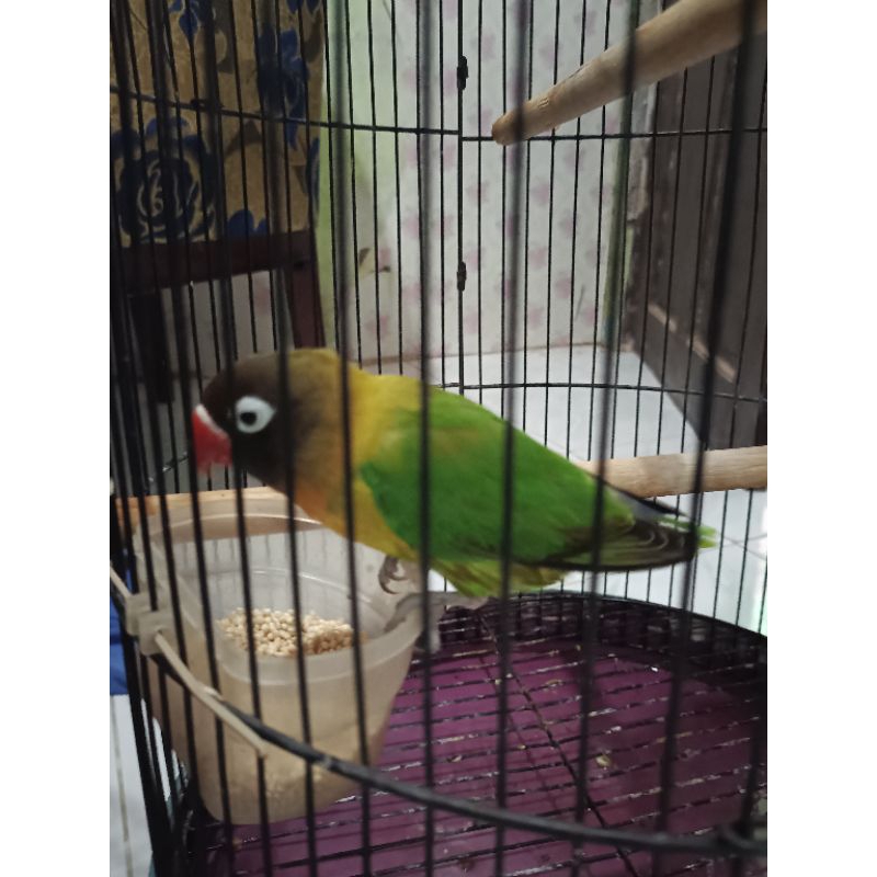 Lovebird josan pala item