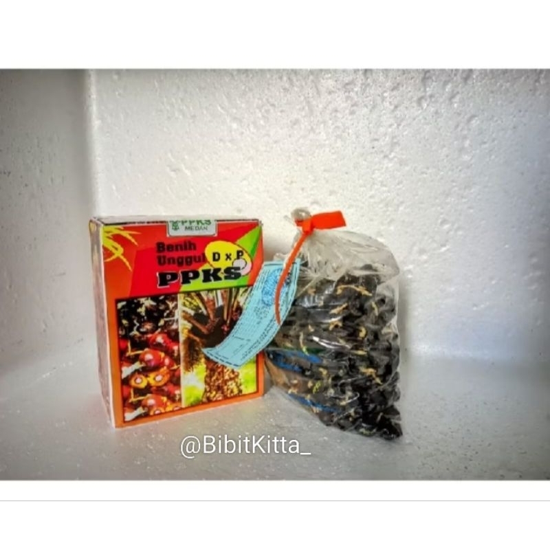 BENIH UNGGUL DxP PPKS