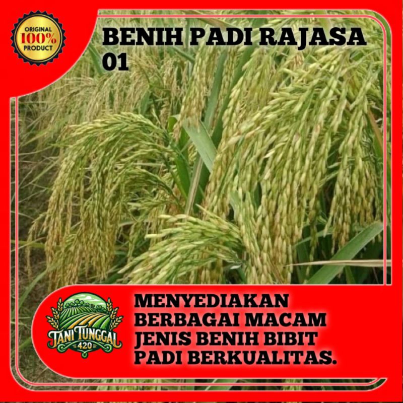 BENIH BIBIT PADI RAJASA01 SUPER UNGGUL KEMASAN 5KG