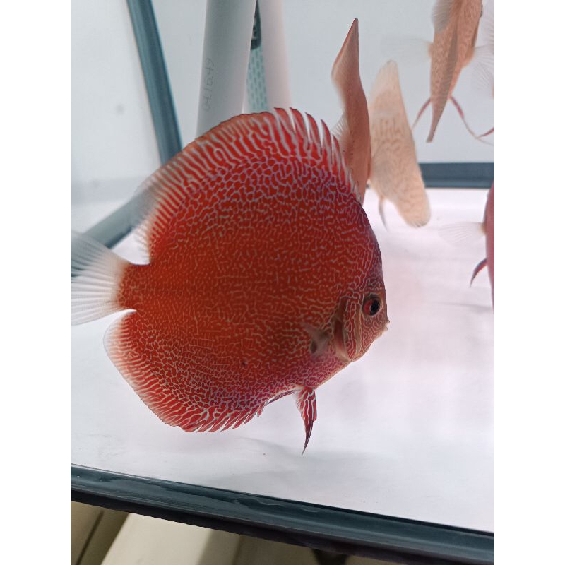 DISCUS PANTHERA IKAN HIAS  HIASAN AQUARIUM AIR TAWAR