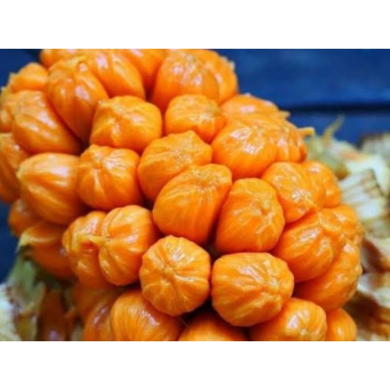 Tanaman Cempedak Merah Thailand