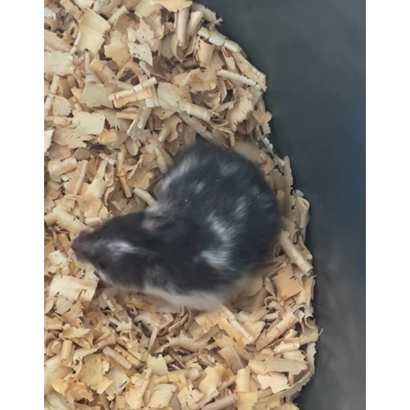 syrian domspot jantan betina remaja