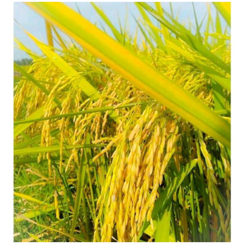 benih padi inpari32 jumbo