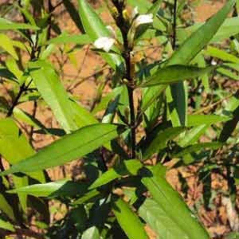 bibit gandarusa tanaman herbal