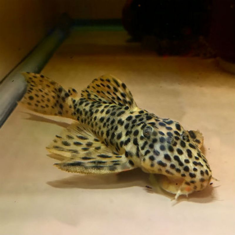 PLECO L172