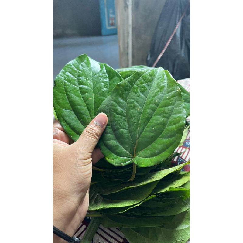 

New Promo Daun Sirih segar 250gram daun pilihan fresh