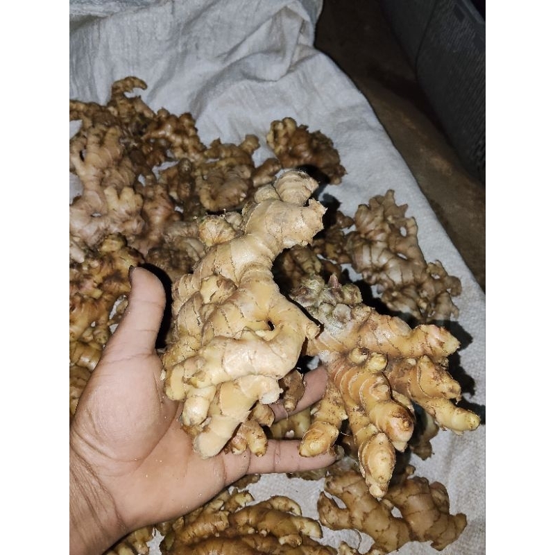 

JAHE EMPRIT PARIS/JAHE PUTIH 1KG (CUCI BERSIH)